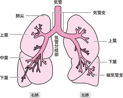 呼吸器系の検査とは コトバンク