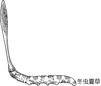冬虫夏草 中国語 の日本語訳 読み方は コトバンク 中日辞典