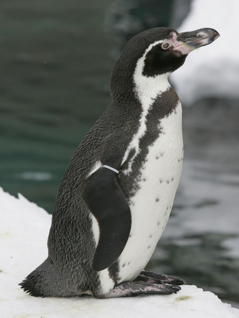フンボルトペンギンとは コトバンク