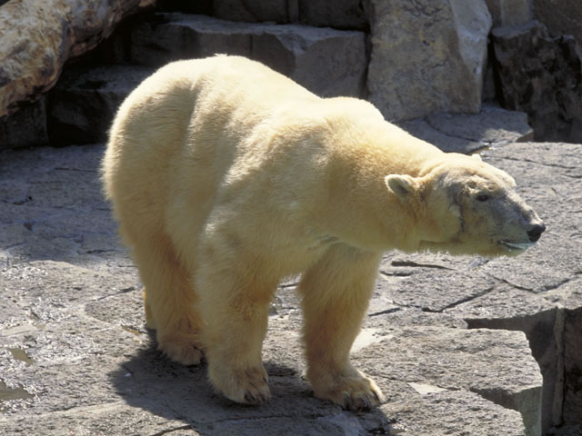 北極熊とは コトバンク