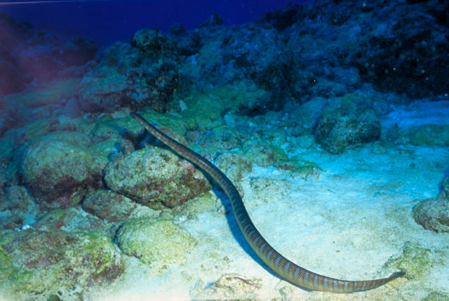 海蛇（読み）ウミヘビ