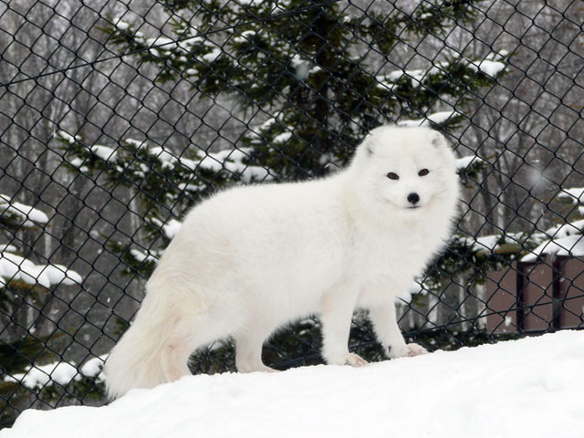 北極狐とは コトバンク