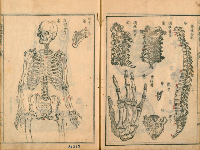 解体新書(かいたいしんしょ)とは？ 意味や使い方 - コトバンク