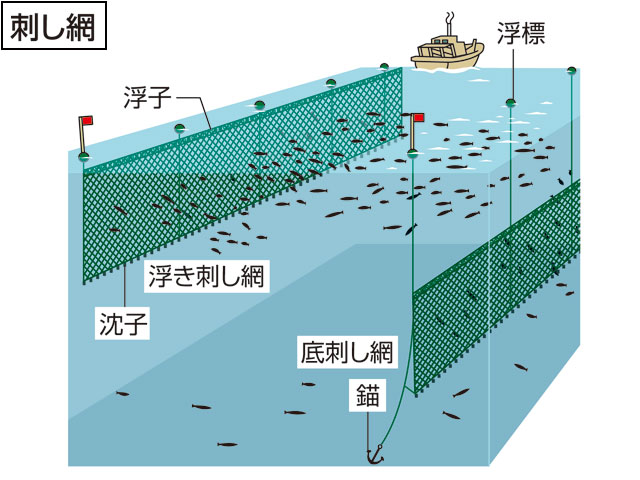 刺網(さしあみ)とは？ 意味や使い方 - コトバンク