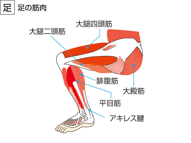 きん だいたい 太ももの前側の筋肉「大腿四頭筋」の鍛え方。おすすめ筋トレメニューと効果を高めるポイント