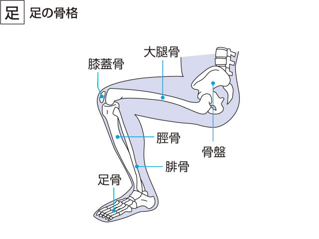 骨 名前 足 足関節の解剖を画像でやさしく解説！どんな靭帯や骨・筋肉があるの？