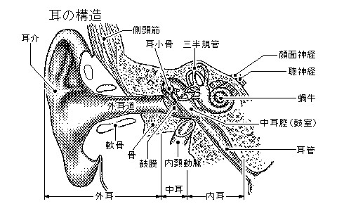 急性限局性外耳道炎 耳 とは コトバンク