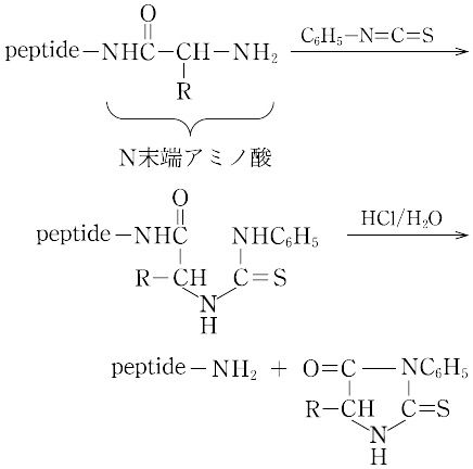 分解 エドマン プロテオーム解析 タンパク質・ペプチドN末端、アミノ酸シーケンス・内部アミノ酸シーケンス