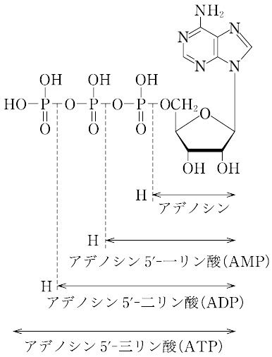 アデノシン5 三リン酸とは コトバンク