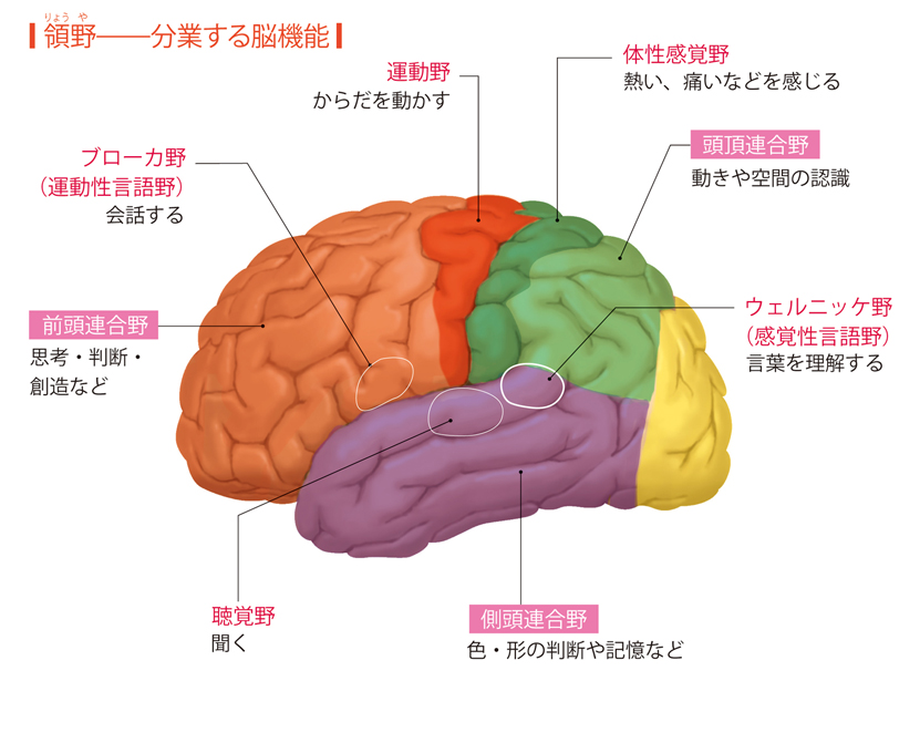 大脳皮質