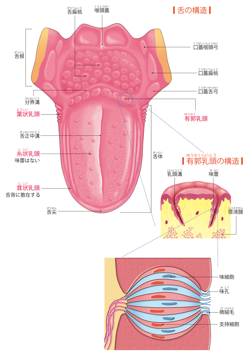 舌 の 構造