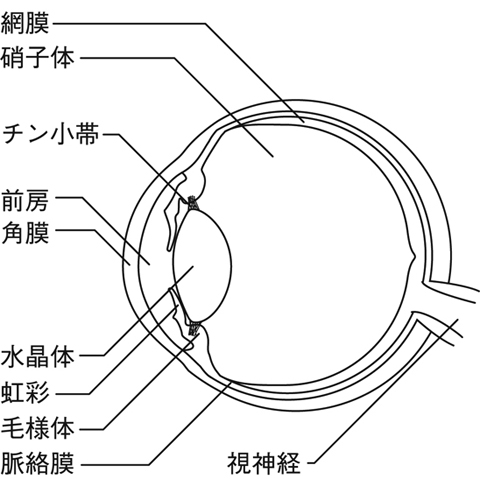 眼の解剖図とは コトバンク