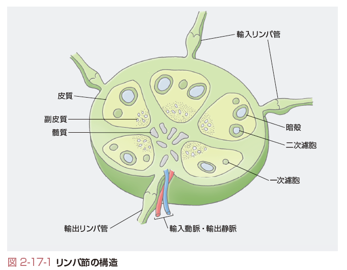 濾胞性リンパ腫