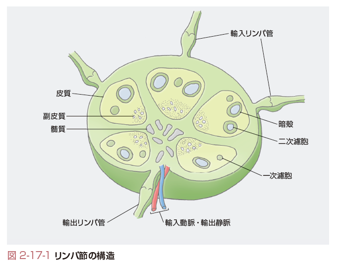 いつ医者に診てもらうべきですか?