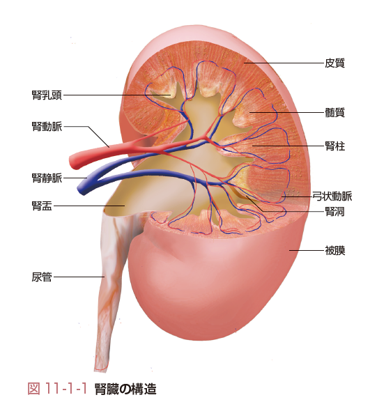 腎臓の構造と機能とは コトバンク