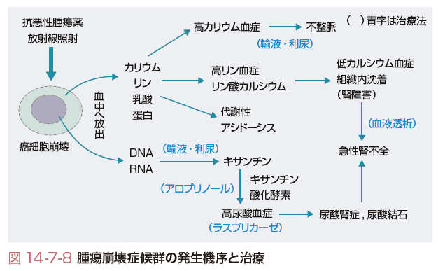 腫瘍崩壊症候群とは コトバンク