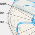 脳静脈洞血栓症 脳静脈血栓症とは コトバンク