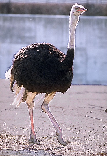 走鳥類とは コトバンク