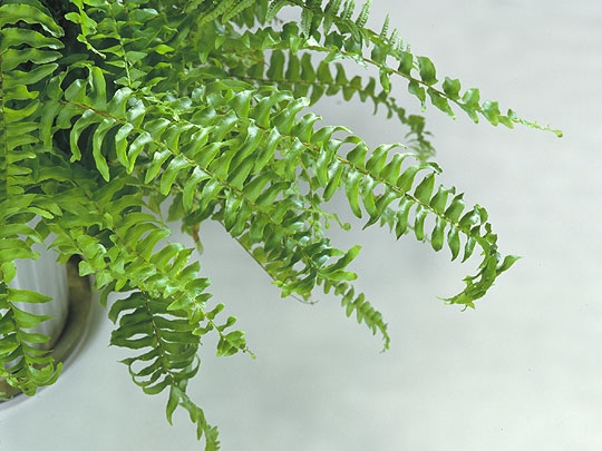 観葉植物でお部屋の空気を綺麗に エコプラント シダ類の魅力 インテリアブック