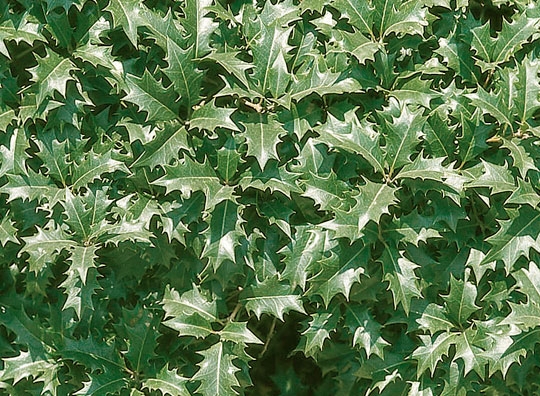 ヒイラギ 常緑小高木 とは コトバンク