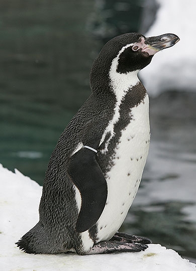 フンボルトペンギンとは コトバンク