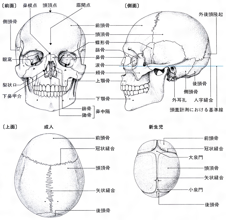 裁断済]頭蓋と顔面頭蓋のマニピュレーションテクニック図説 - 健康/医学