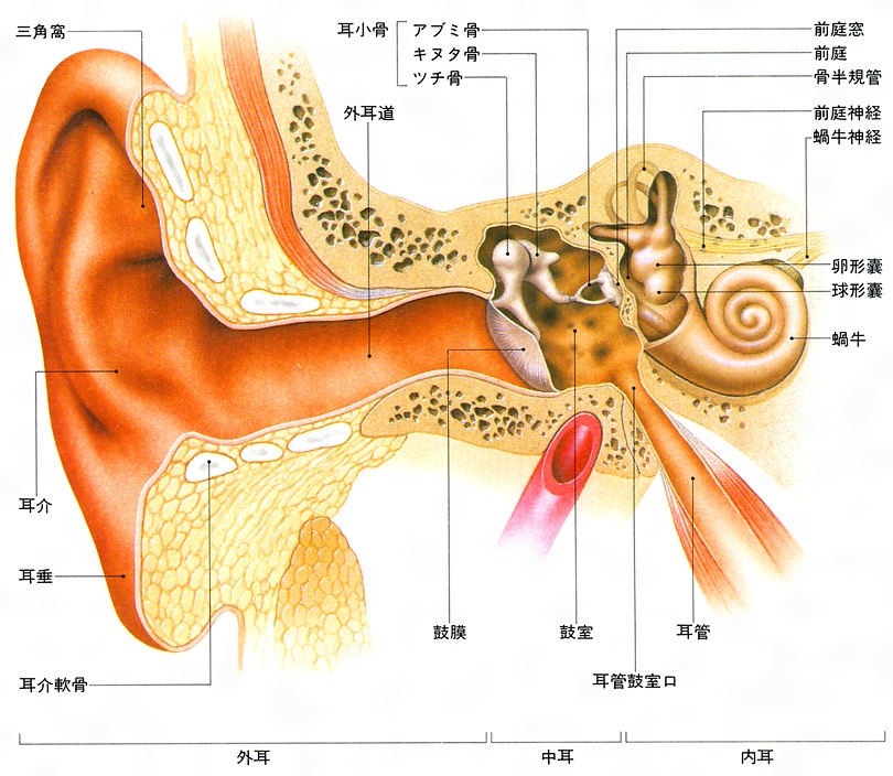 耳管(じかん)とは？ 意味や使い方 - コトバンク