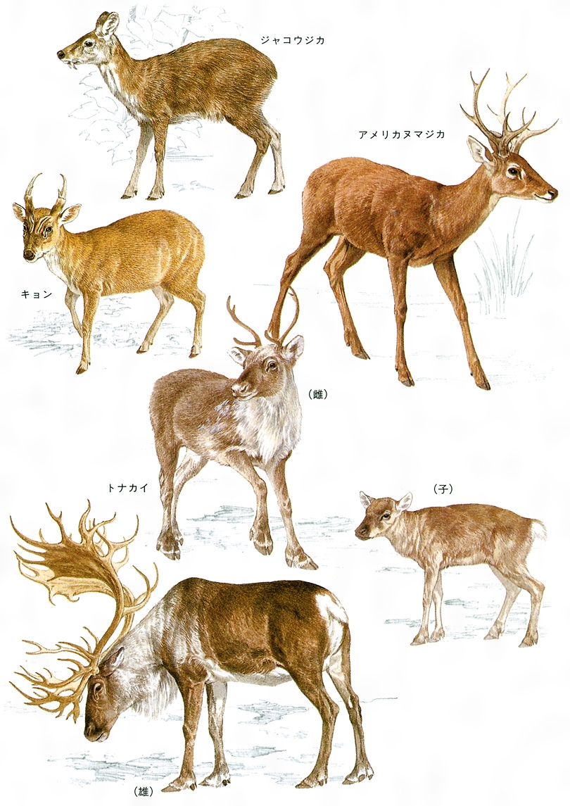 人気のコレクション 日本 鹿 種類