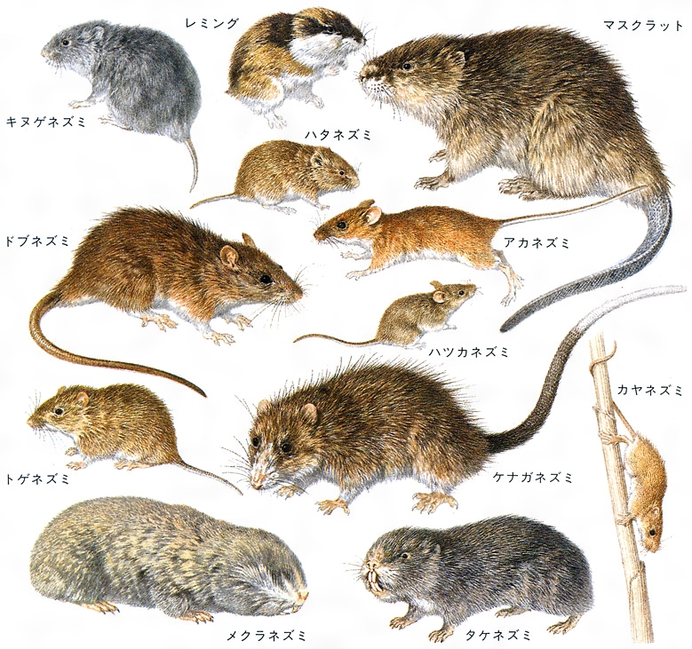 【社会】ネズミ、3まで数を認識…特定の物を数える能力も [無断転載禁止]©2ch.net
