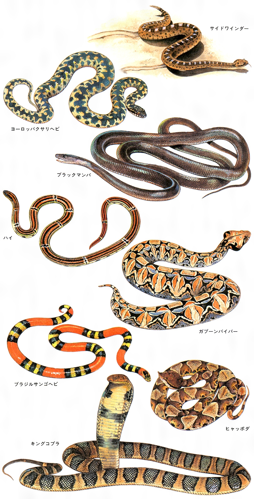 東南アジアヘビ図鑑 - 爬虫類/両生類用品
