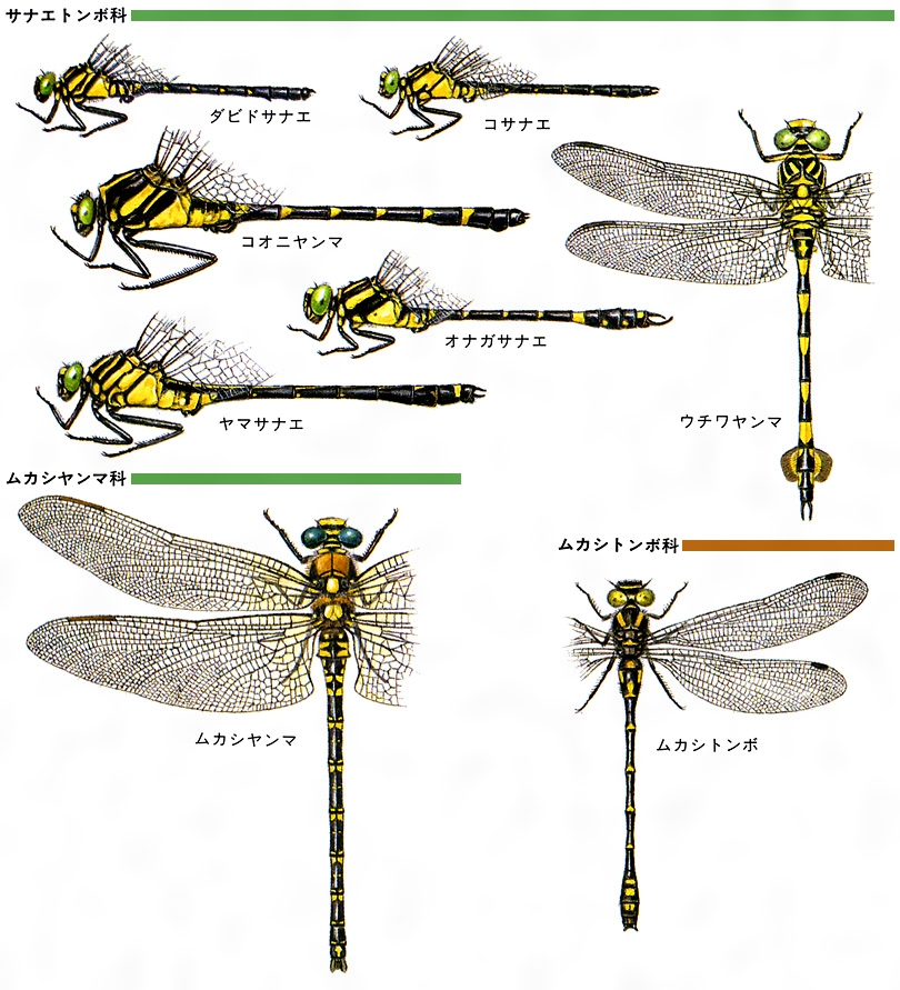 ムカシヤンマとは コトバンク