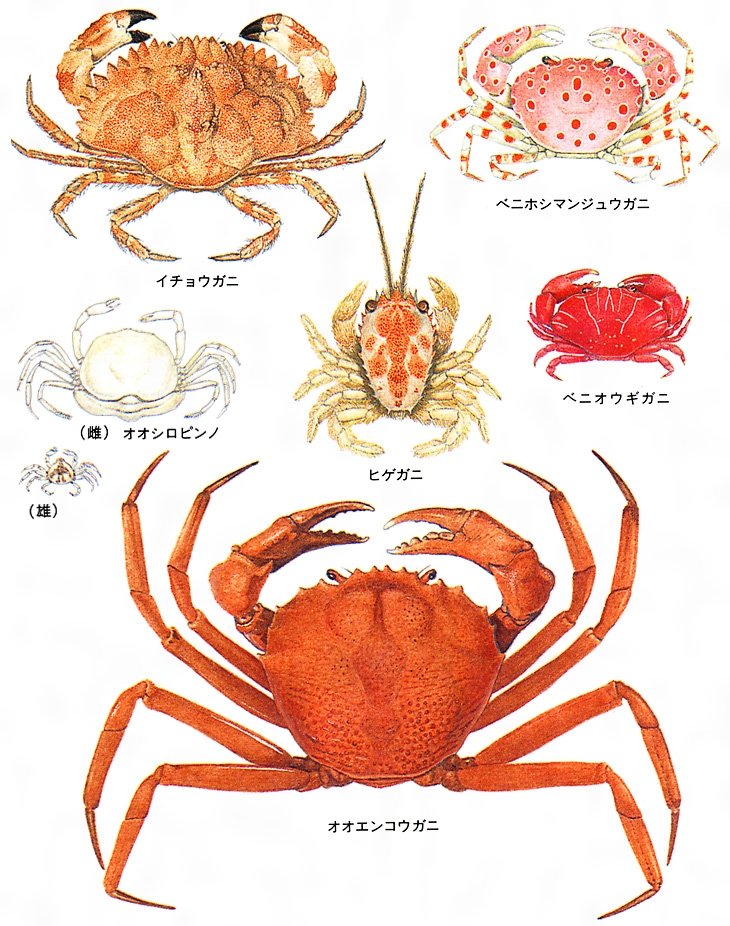 在庫あ好評時代物 根付「蟹（カニ） と珊瑚 鮑 など　海底の図」 江戸時代 送料無料　即決 根付