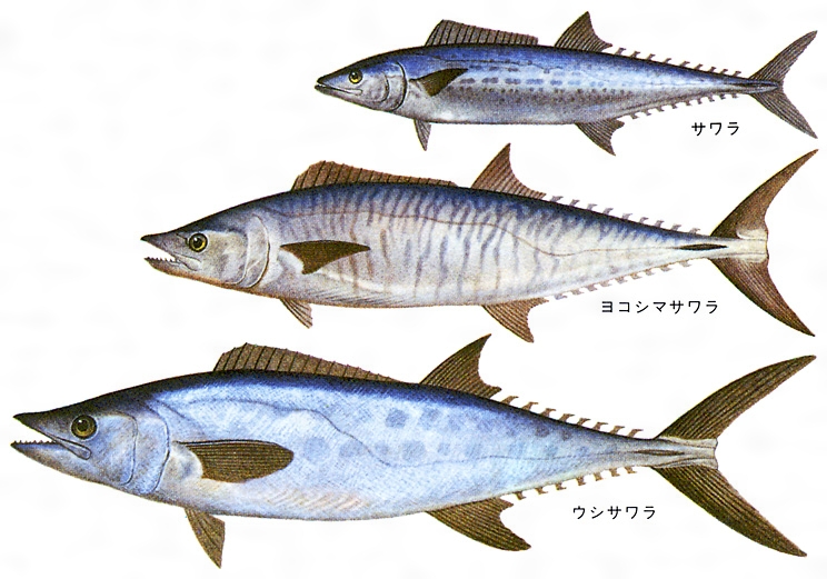 サワラ 海水魚 とは コトバンク