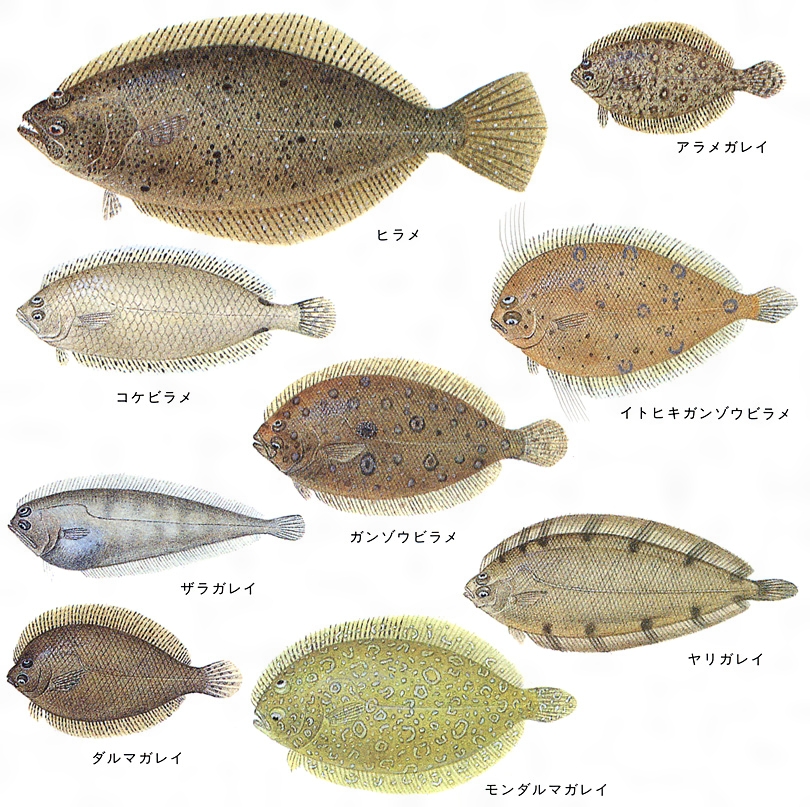 ヒラメの種類 海水魚の種類と釣り方