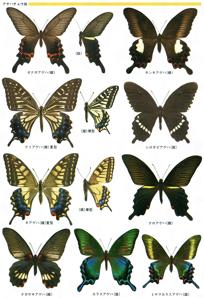 蝶　標本 多種類　アゲハチョウ　21頭ボルネオキシタアゲハ