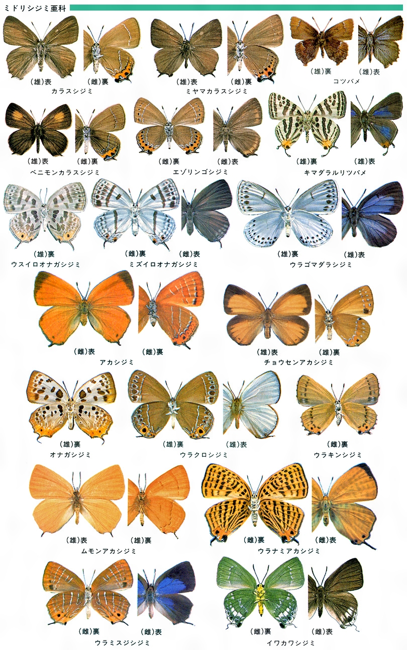 日本産蝶類幼虫・成虫図鑑〈2〉シジミチョウ科