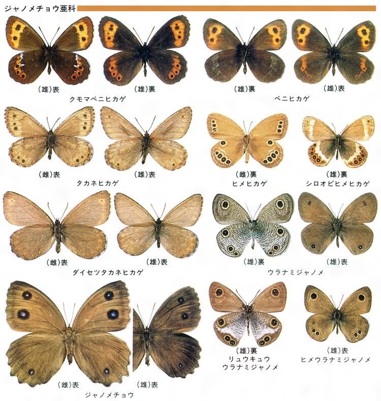 国産蝶標本 ベニヒカゲ・クモマベニヒカゲ・カラフトルリシジミ規制前