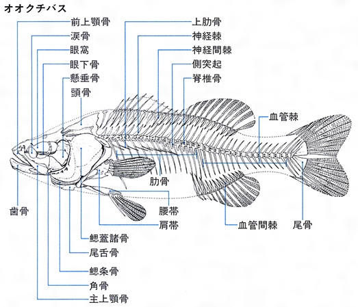 魚類とは - コトバンク