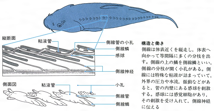 側線 動物 とは コトバンク