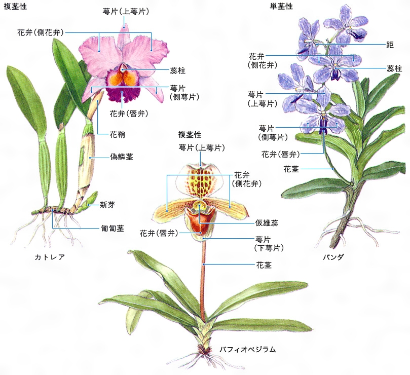 ラン科植物のクローン増殖 本 | cubeselection.com