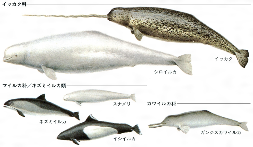 海獣(かいじゅう)とは？ 意味や使い方 - コトバンク