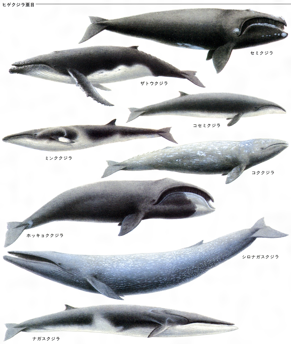 シロナガスクジラとは コトバンク