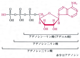 アデノシン三リン酸とは コトバンク