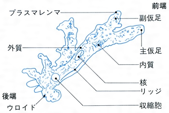 アメーバとは コトバンク