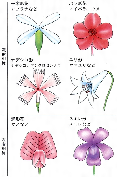 離弁花とは コトバンク