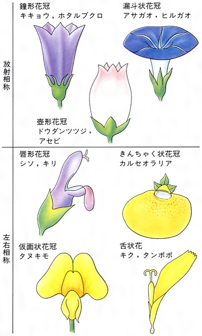舌状花とは コトバンク