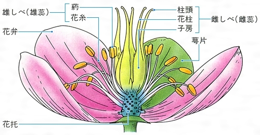 花柱 かちゅう とは 意味や使い方 コトバンク