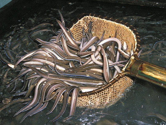 アナゴ 海水魚 とは コトバンク