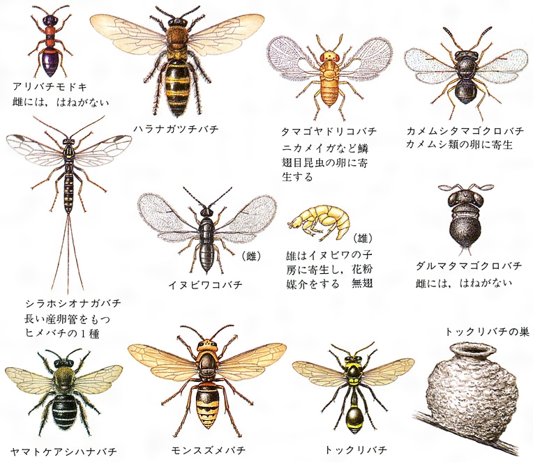 ハチ 昆虫 はち とは コトバンク