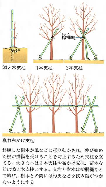 植木 支柱 立て方